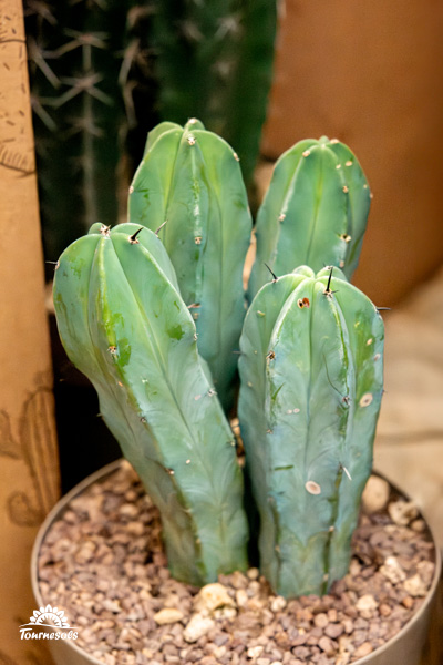 Photo d'un Myrtillocactus geometrizans, cactus colonnaire mexicain
